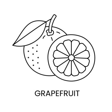 Vektörde greyfurt çizgisi simgesi, turunçgil çizimi.