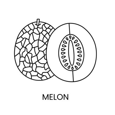 Vektör olarak kavun çizgisi simgesi, meyve illüstrasyonu.