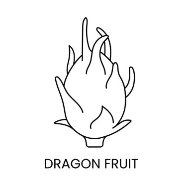 Pitahaya çizgi simgesi vektör, ejderha meyve illüstrasyonu.