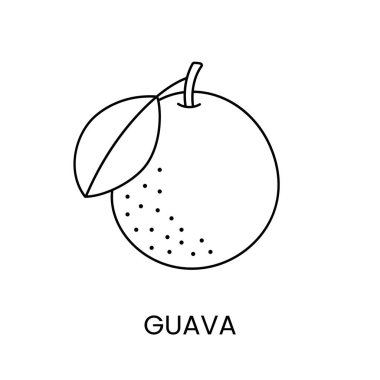 Vektör olarak Guava çizgi simgesi, meyve illüstrasyonu