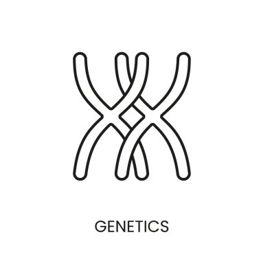 Genetik, çift kromozom çizgi vektör ikonu ve düzenlenebilir vuruş.