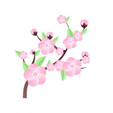 Sakura Kiraz Çiçeği Şube Vektörü İllüstrasyonu