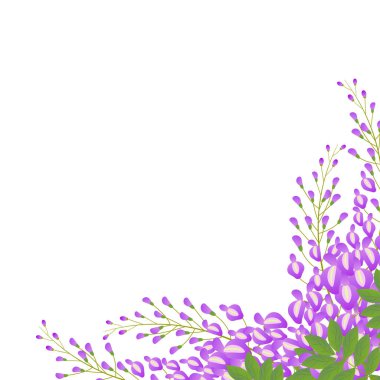 Beyaz arka planda yumuşak mor ve yeşil tonlarda salkımsal botanik çizimi.