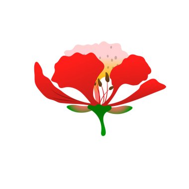 Anka Çiçeği botanik çizimi kırmızı turuncu sarı tonlarda ve yeşil yapraklı beyaz arkaplanda.