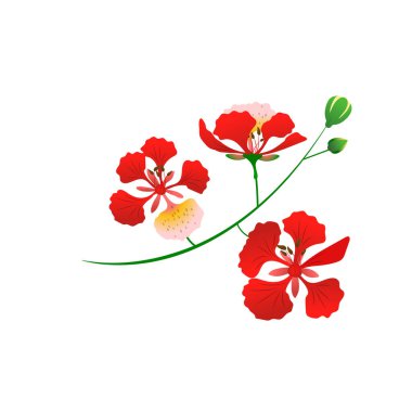 Anka Çiçeği botanik çizimi kırmızı turuncu sarı tonlarda ve yeşil yapraklı beyaz arkaplanda.