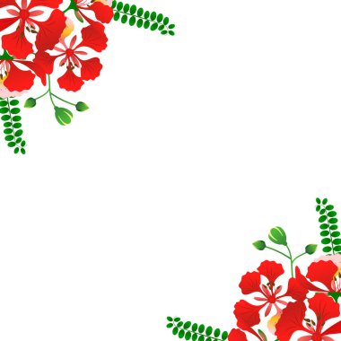 Anka Çiçeği botanik çizimi kırmızı turuncu sarı tonlarda ve yeşil yapraklı beyaz arkaplanda.