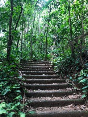 Okaliptüs ormanı, çalılıklar, Atlantik Ormanı kalıntıları, çimenler ve peyzaj alanları..