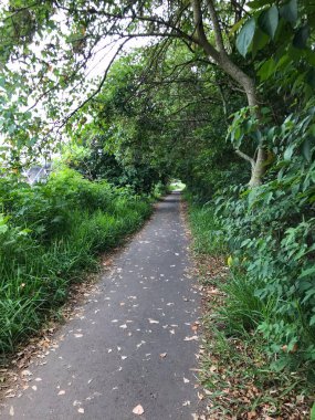 Okaliptüs ormanı, çalılıklar, Atlantik Ormanı kalıntıları, çimenler ve peyzaj alanları..