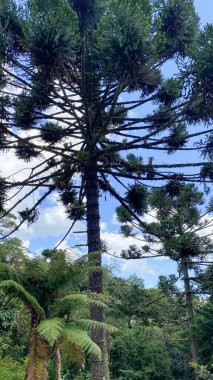 Ormandaki Araucaria ağaçları