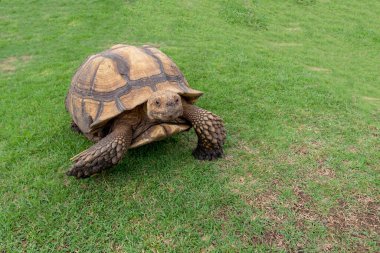 Büyük Sulcata Kaplumbağa Bahçede Yeşil Çimende Yürüyor, Eşsiz Özelliklerini ve Sakin Varlığını Huzurlu Açık Hava Ayarlarında Gösteriyor
