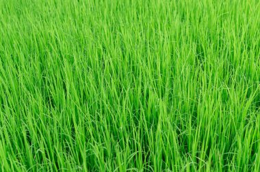 Tarladaki taze yeşil Tayland pirinç filizleri, toprakta yetişen taze pirinç filizi, organik tarım ve tarım konsepti, kırsal ve ekolojik içerikler için doğal pirinç tarlası