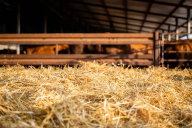 Interior view of cattle shed on the farm with hay and copy space provided. clipart