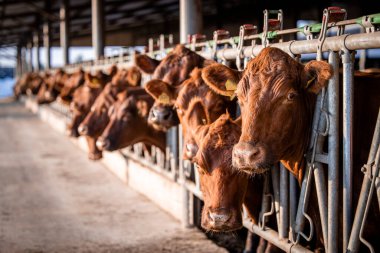 Cattle farm and large group of cows in cowshed waiting for food.