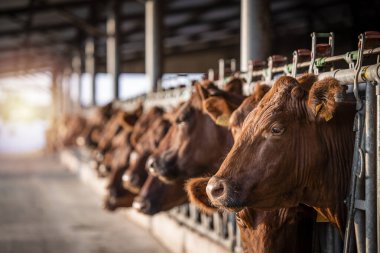 Beef cattle farming and large group of cows domestic animals inside cowshed waiting for food.