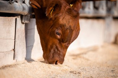 Calf standing in cowshed and eating protein food from the feedlot.