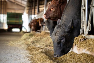 Bulls in cowshed eating hay at cattle farm. Domestic animals breeding and husbandry.