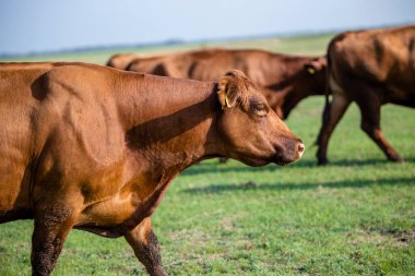 Shot of cow herd walking outdoors in nature eating organic food.
