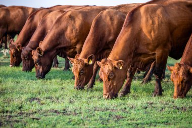Group of cows eating grass on meadow. Close up view of brown cow grazing.