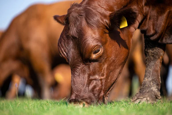 Close up view of brown Angus cow eating grass on the field.
