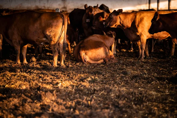 Group of cows lying down and standing at the farm.