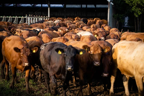 Herd Cows Walking Out Cowshed Going Pasture Graze — Foto Stock