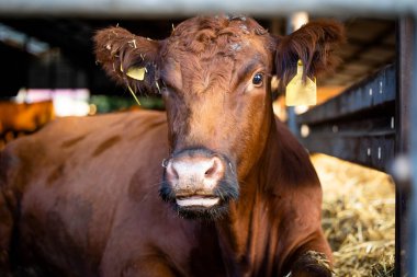 Close up view of cow lying down in cowshed at the farm.