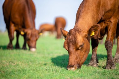 Cow eating grass on meadow. Healthy nourishment of domestic animals.