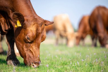 Close up view of cow healthy eating grass in the field for organic milk production.
