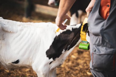 Cow veterinarian holding syringe and poking calf with vaccine for health care and protection.