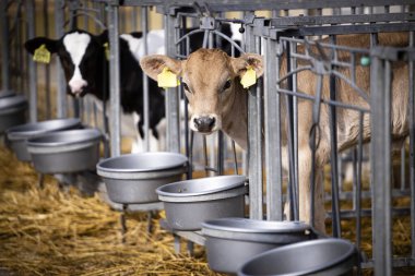 Young cows separated in the calf box at the farm.