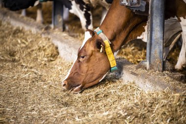 Diary cows eating in modern free cattle farm.