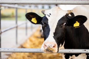 Portrait view of holstein cow at the dairy farm.