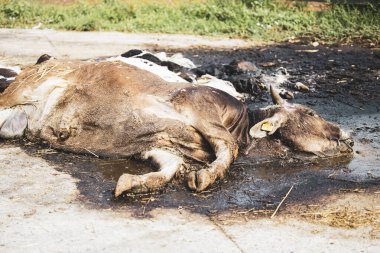 Çiftlikte çürümüş bir inek ya da çürümüş bir ceset yok edilmeyi bekliyor. Evcil hayvan hastalıkları ve sağlık hizmetleri.