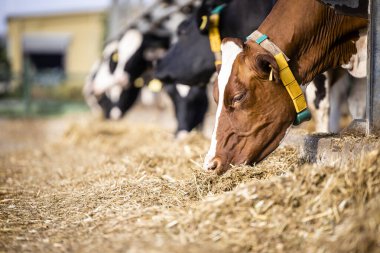 Group of cows eating hay in cowshed on dairy farm.