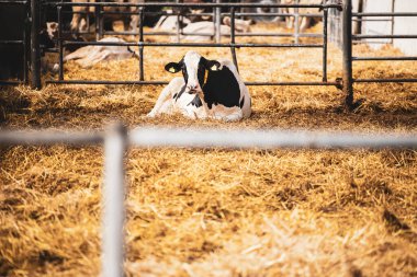 Holstein cow lying down and resting in straw at dairy farm.