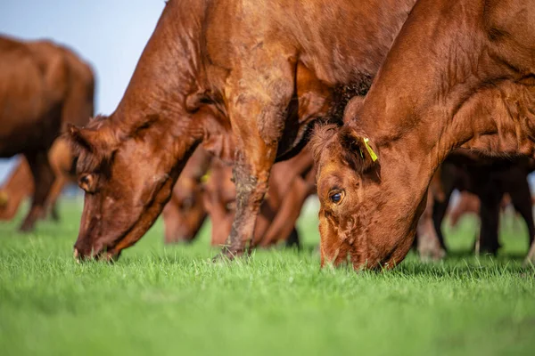 Group of cows domestic animals outdoors in the field eating grass.