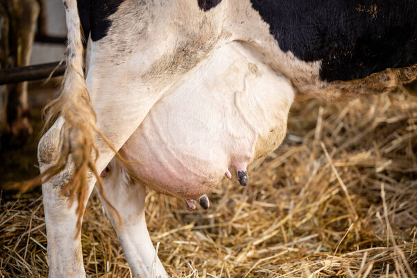Cow udder ready for milking at dairy farm.