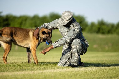 Kamuflaj üniformalı asker eğitim kampında hizmet köpeğiyle oynuyor..