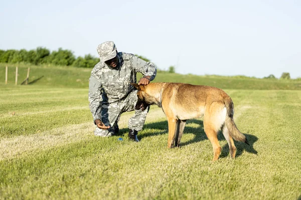 Soldier giving his military dog a reward for good behavior and training.