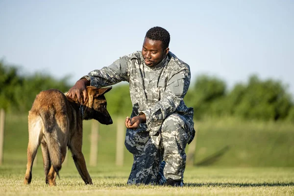 Soldier in uniform rewarding his military dog with food for good behavior and trust.