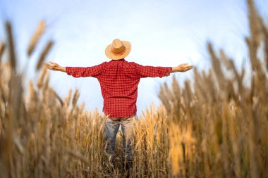 Şapkalı ve kollarını kaldırmış çiftçi buğday tarlasında tarım ve ekin üretimini destekliyor..