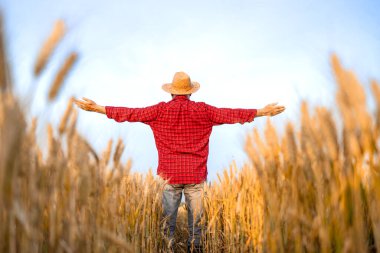 Buğdayda başarılı bir çiftçi duruyor. Kollarını açıp anın tadını çıkarıyor..
