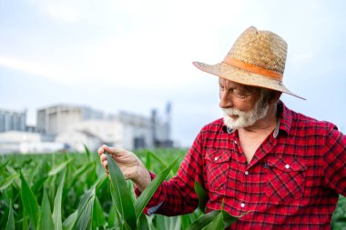 Tarlada dikilen kıdemli çiftçi mısır sağlığı ve büyümesini analiz ediyor..