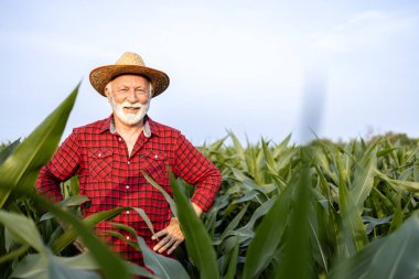 Senior caucasian farmer with hat proudly standing in corn field and looking to the camera. clipart