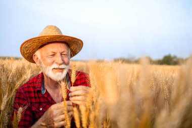Buğday tarlasında kıdemli çiftçi ekinleri kontrol ediyor.