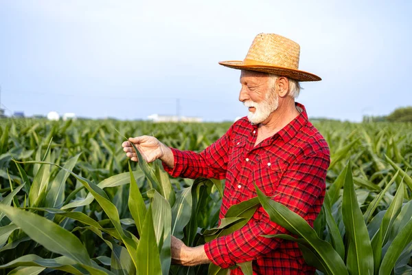 Agricultor Senior Revisando Hojas Maíz Campo —  Fotos de Stock