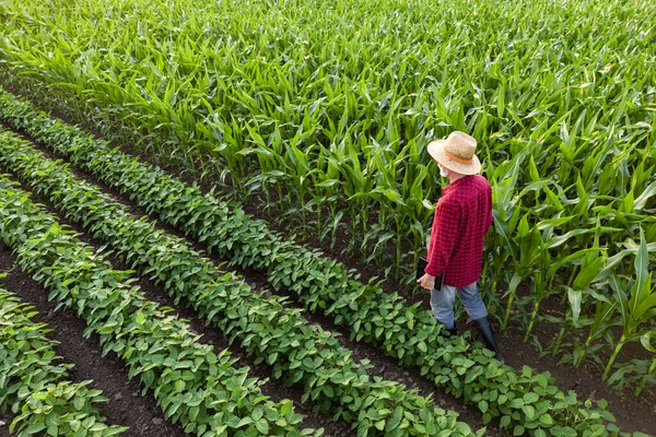 Jordbrukare Som Går Fältet Kontrollerar Grödor Jordbruk Och Livsmedelsproduktion — Stockfoto