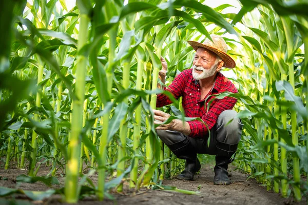 Zkušený Zemědělec Kukuřičném Poli Kontroluje Růst Zdraví Plodin — Stock fotografie