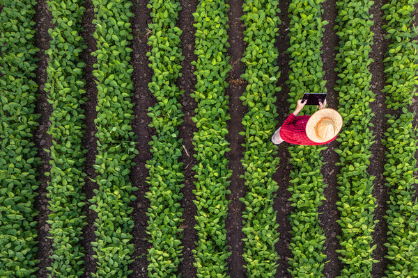 Top view of farmer walking through soybean field and operating agricultural drone.