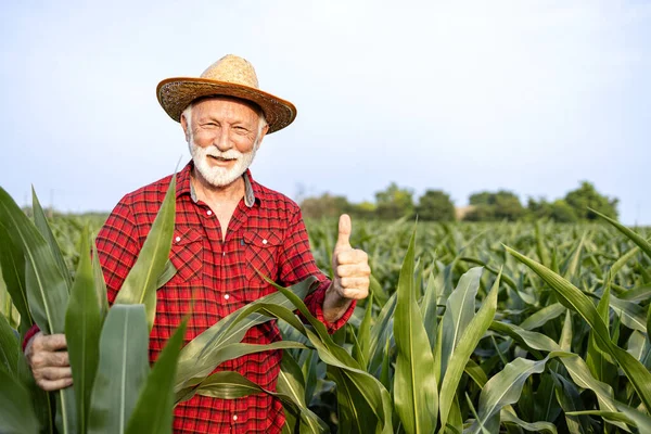 トウモロコシ畑に立って 良い収穫のために親指を握る上級農民の肖像画 — ストック写真